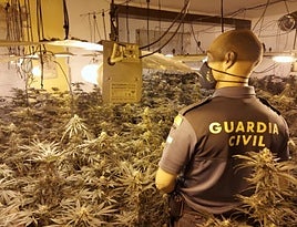 Operación de la Guardia Civil contra la marihuana.