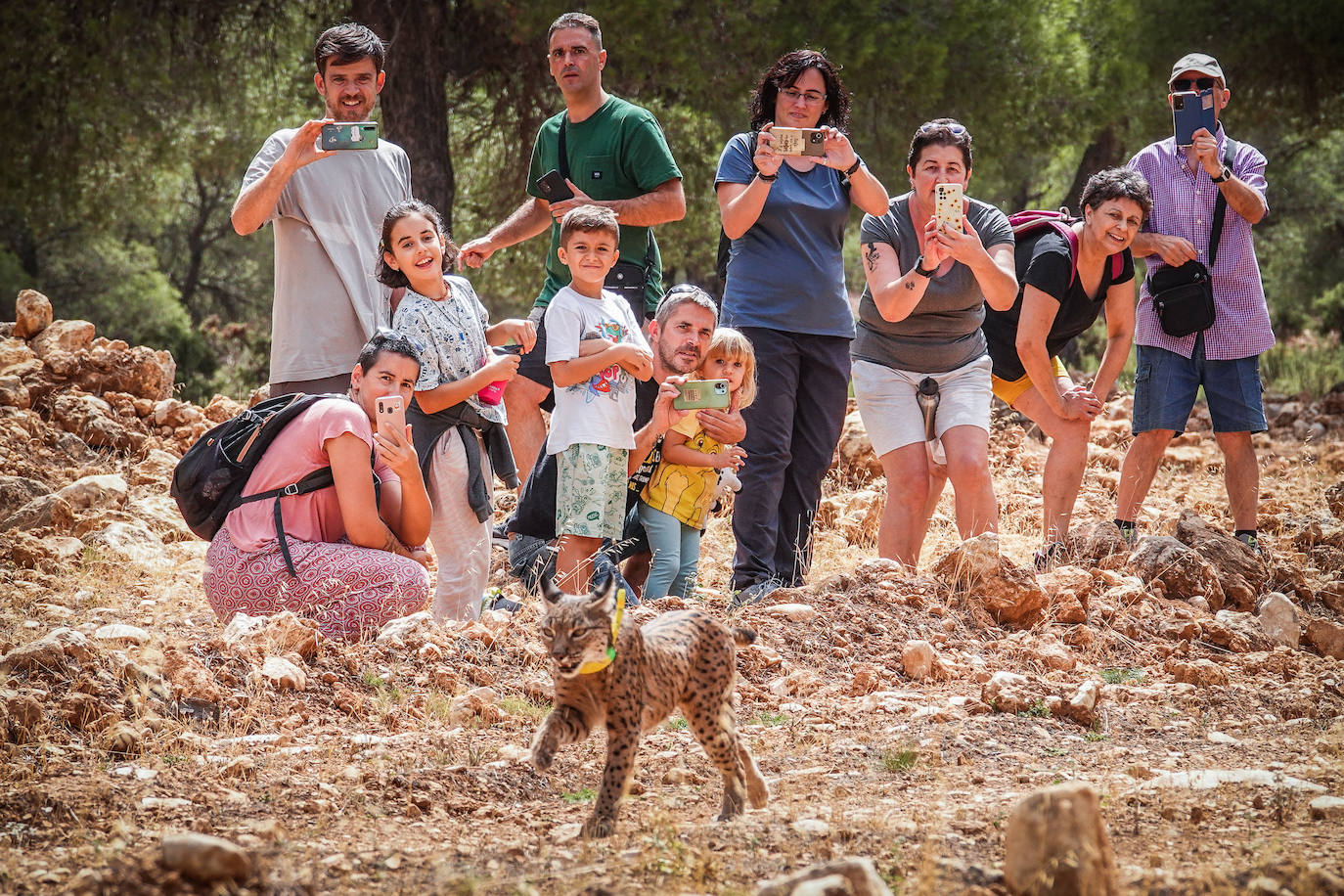 Suelta de linces en Iznalloz.