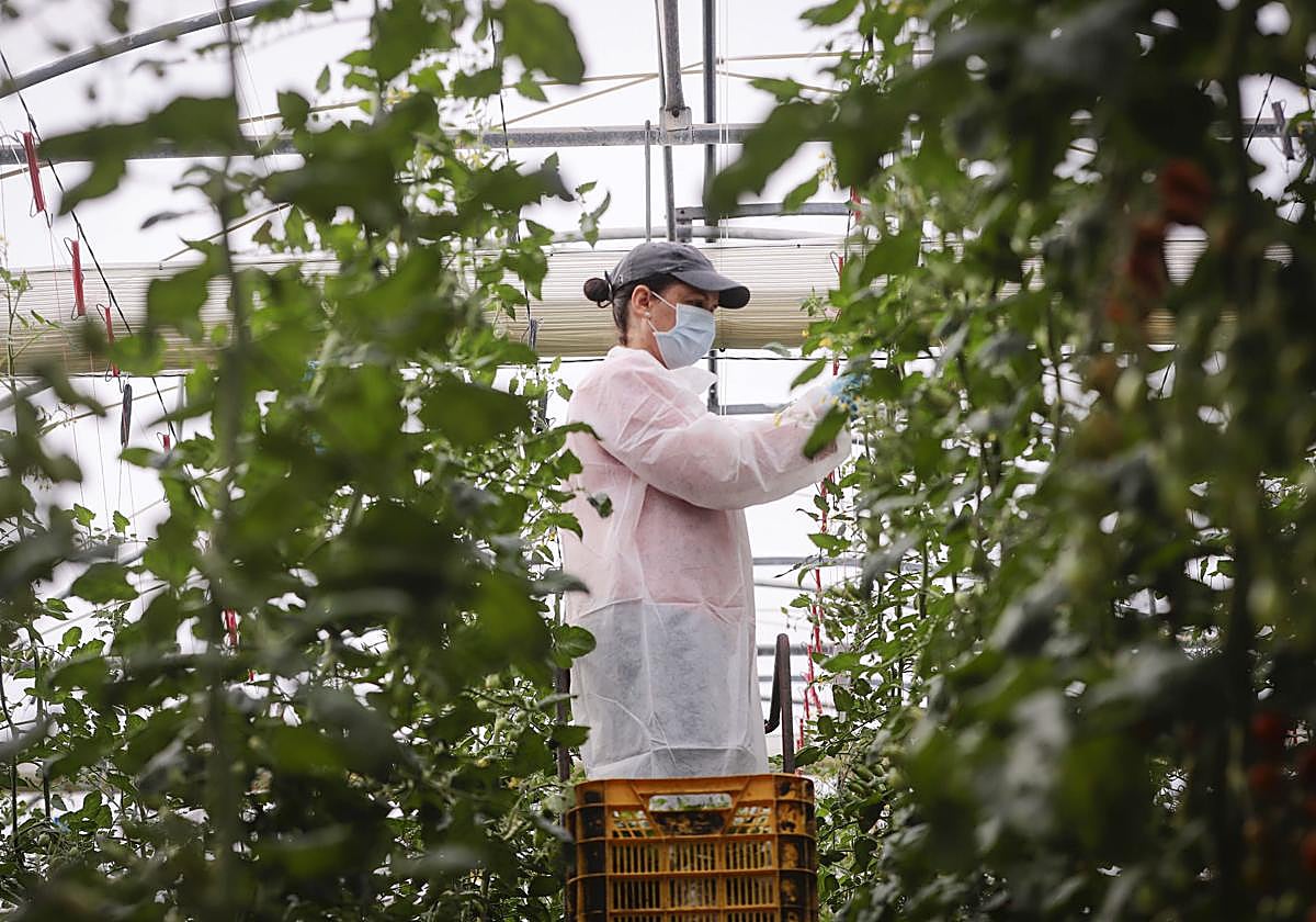 Plagas, virus y enfermedades en el invernadero centran el primer Agroforo AG Vícar