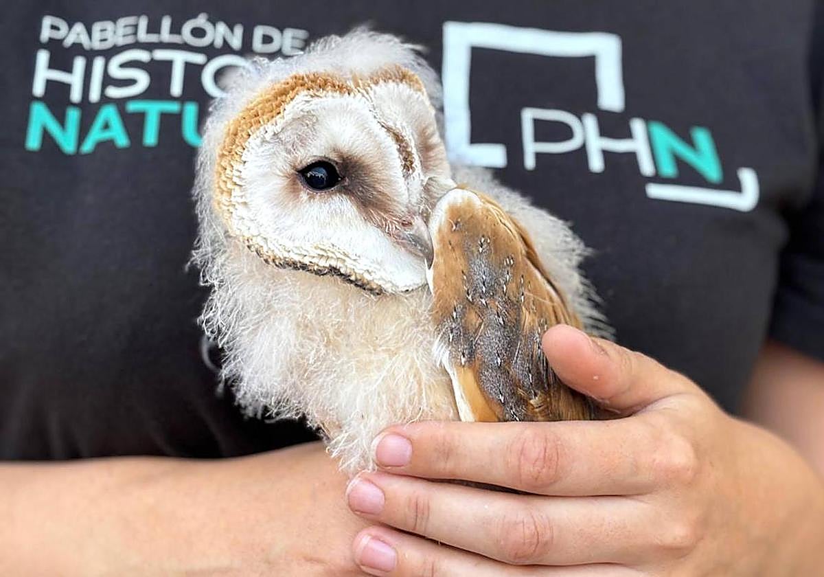 Uno de los seis nuevos ejemplares de lechuza que están siendo criados en la Universidad de Almería.