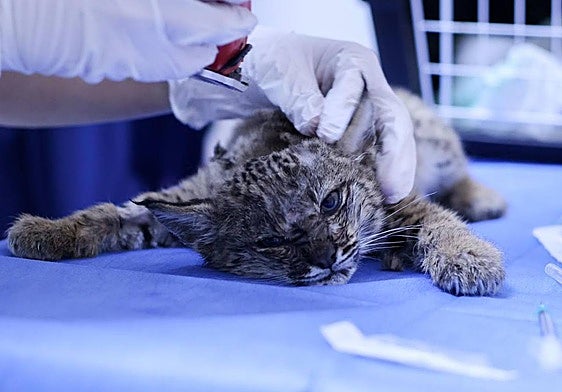 Cachorro de lince que ha sido operado de urgencia.