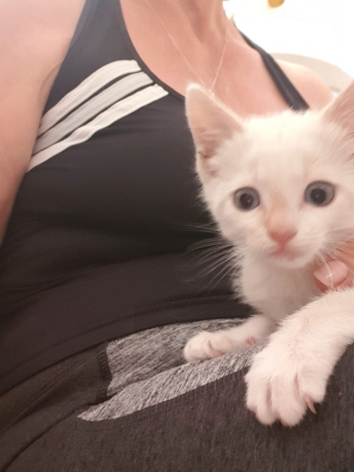 Una cría de gato viaja de Granada a Mojácar en el capó de un coche | Ideal