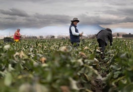 Trabajadores de origen boliviano recogiendo bimis en la Vega de Granada. Pepe Marín