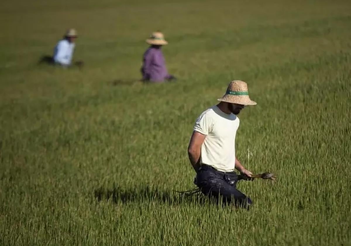 Un grupo de jornaleros durante su labor, en imagen de archivo