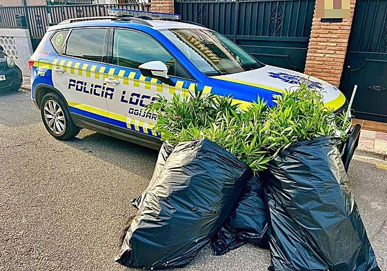 La droga incautada por los Policías en Ogíjares.
