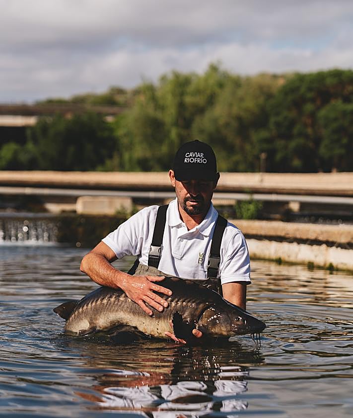 Imagen secundaria 2 - El extraordinario producto de Granada que encanta al chef José Andrés