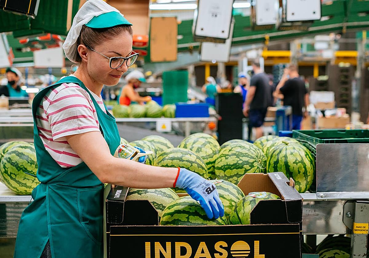 Indasol, especialista en sandía, manipulará esta campaña cerca de 40 millones de kilos