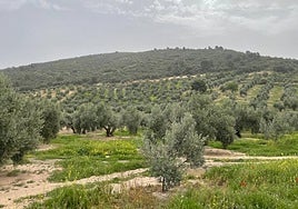 Los agricultores y ganaderos piden precios justos y que a los productos de terceros países se les exija los mismos controles que a los europeos.