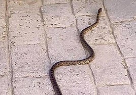 Ejemplar capturado por la Policía Local de Ogíjares.