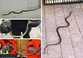 Serpientes encontradas en viviendas de Guadix, Ogíjares, Baza y Armilla.