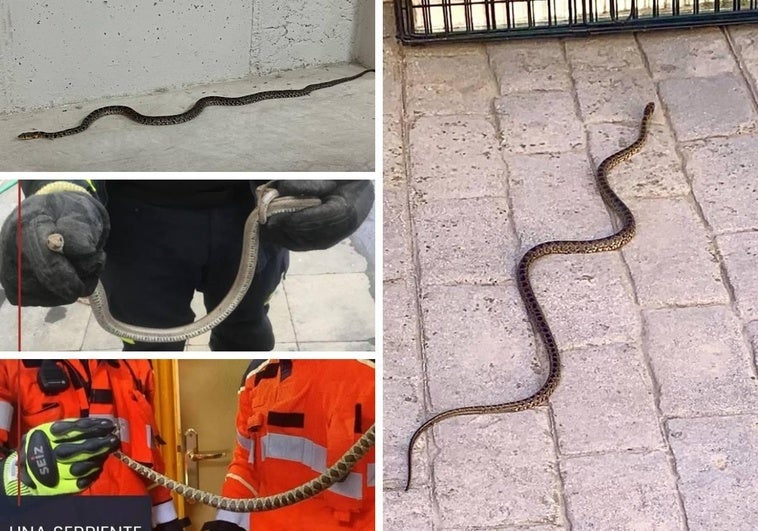 Serpientes encontradas en viviendas de Guadix, Ogíjares, Baza y Armilla.