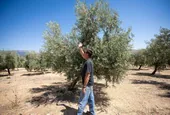 Expertos desvelan el futuro del precio del aceite de oliva: «Hasta Navidad lo pagaremos caro»
