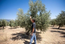 El presidente de la cooperativa de aceite de Íllora observa la buena evolución de los olivos.