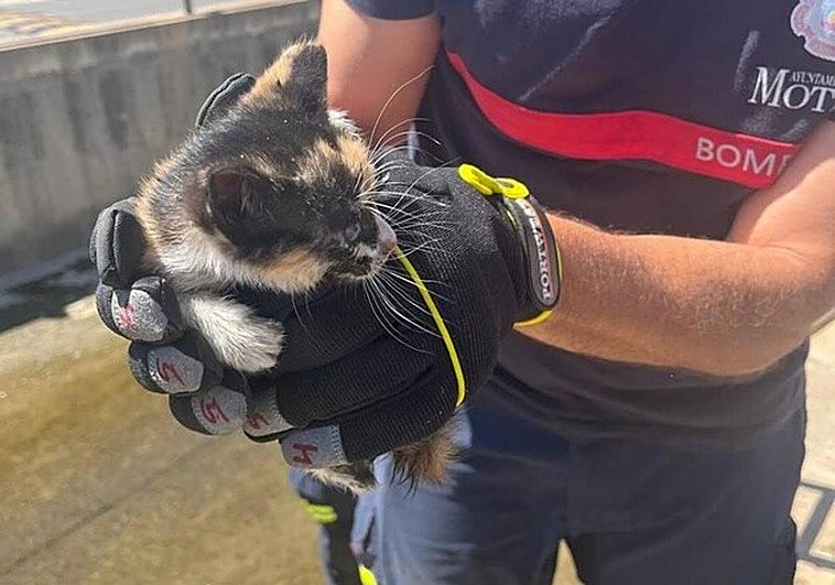 El rescate en equipo de Bomberos y Policía de Motril a un gatito en una rambla.