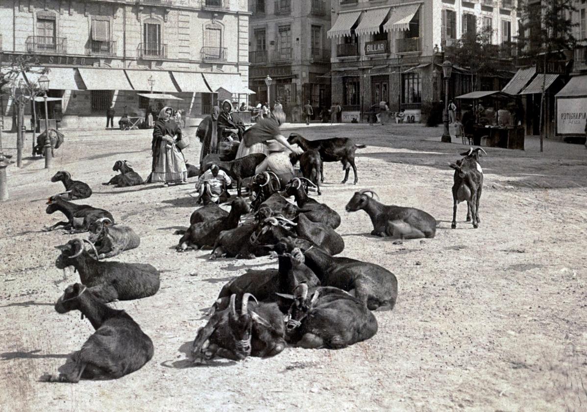 La insólita imagen de las cabras en mitad de Puerta Real extraída del Congreso de los Estados Unidos