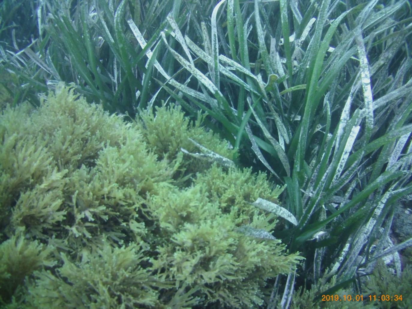 El alga, a la derecha, instalada entre la posidonia autóctona de La Mamola.