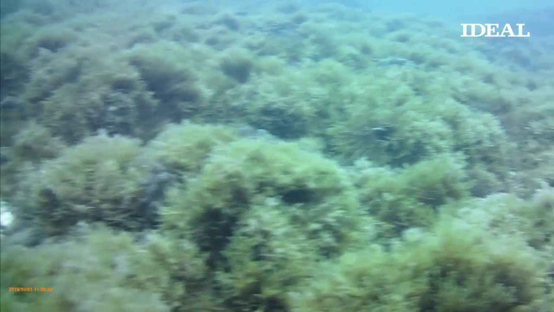 La amenaza de la alga asiática en las playas de Granada