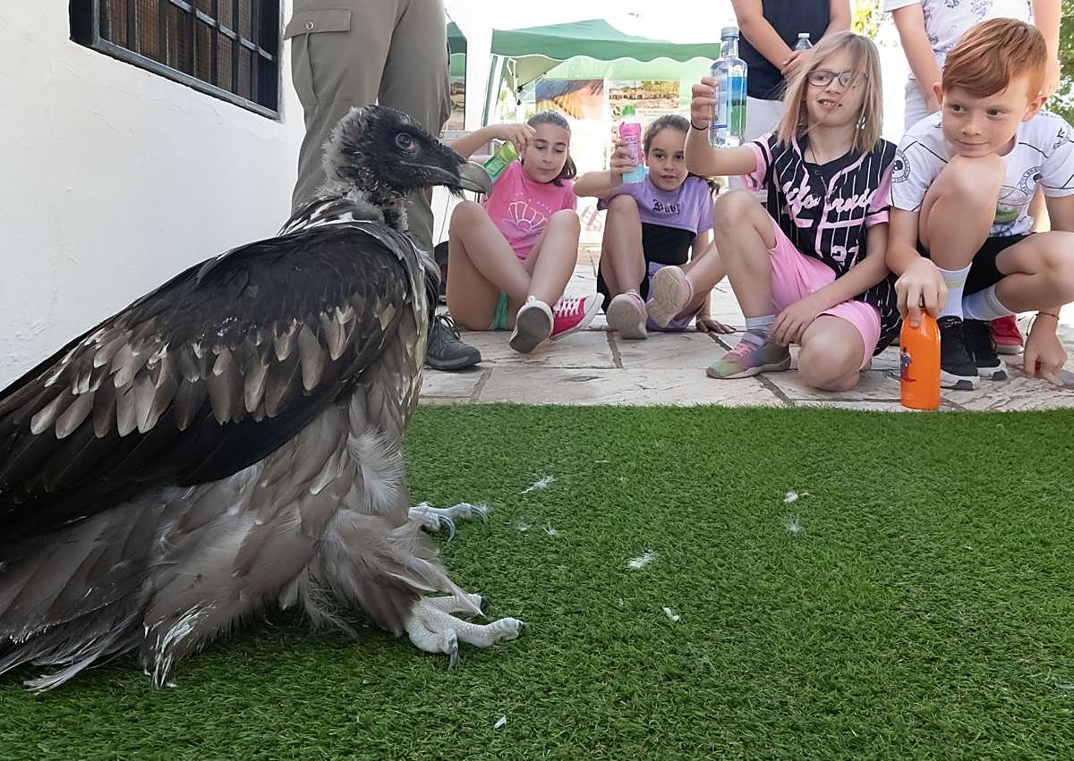 Imagen secundaria 1 - Introducción del quebrantahuesos en Dílar.