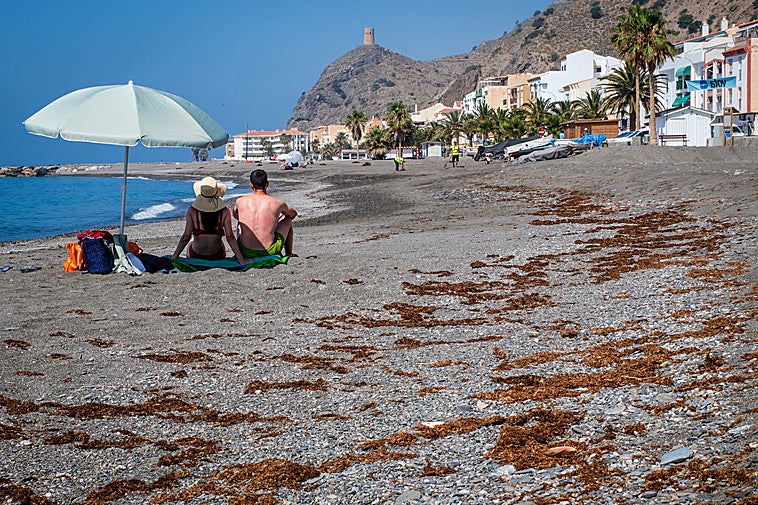 Unos visitantes disfrutan de la playa de La Mamola entre restos de alga asiática.