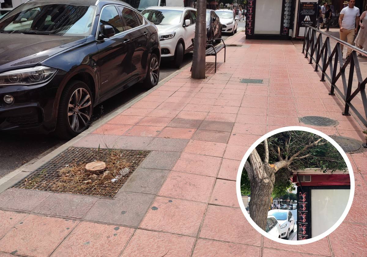 Talan dos árboles dañados en gregorio marañón para «evitar futuros problemas» | ideal