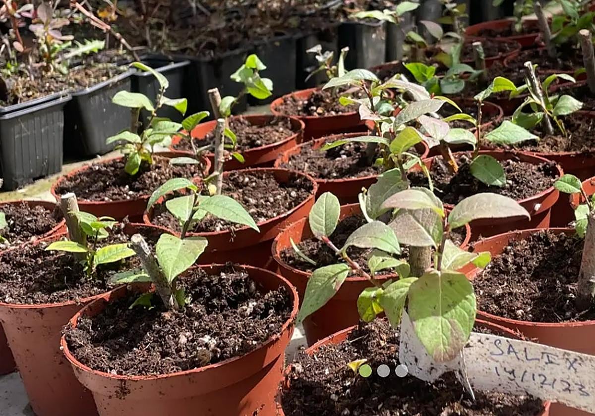 Cetursa reproduce el sauce de Sierra Nevada