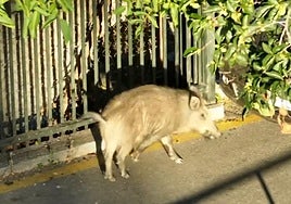 Jabalí en dependencias de la Policía Local de Granada