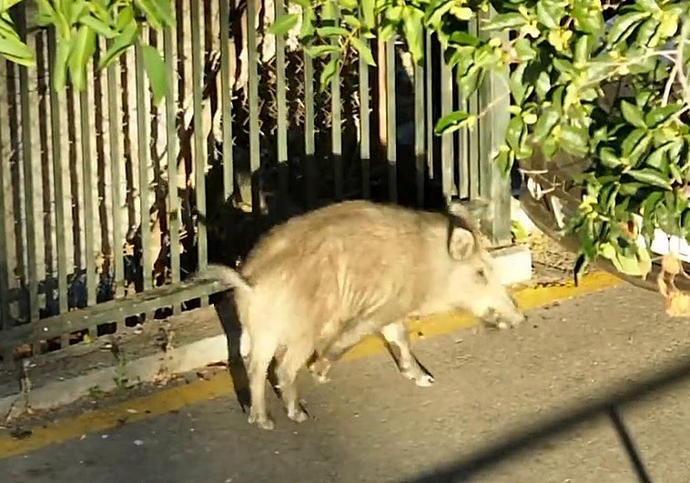 Jabalí en dependencias de la Policía Local de Granada