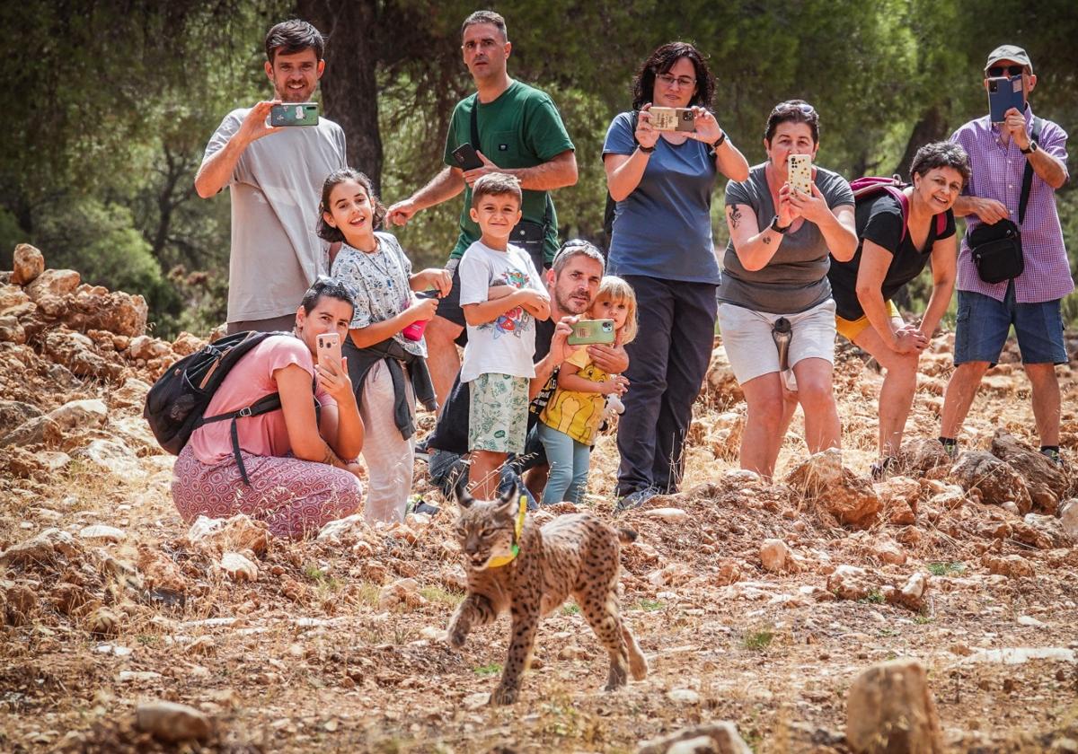 Suelta de un ejemplar de lince ibérico en Sierra Arana, en Granada