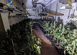 Plantas incautadas en Otura.