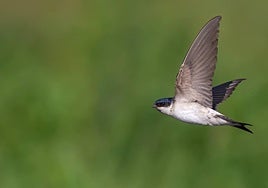 Ejemplar de avión común occidental.