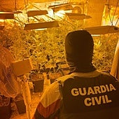 La televisión robada de 25.000 euros en un invernadero de maría en Pinos Puente