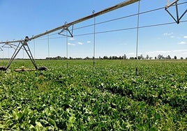 La Junta concede ayudas por 19,8 millones de euros para la modernización de explotaciones agrarias