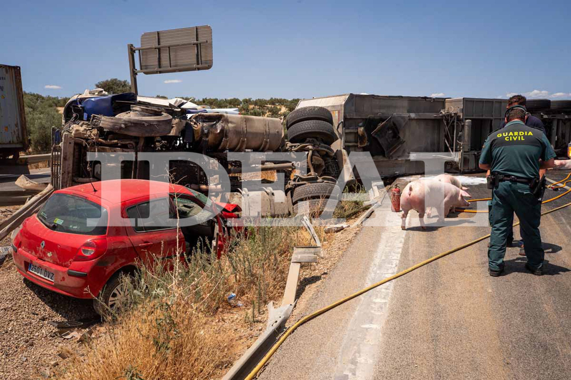 Las imágenes de los cerdos sueltos en la A-92 en Granada