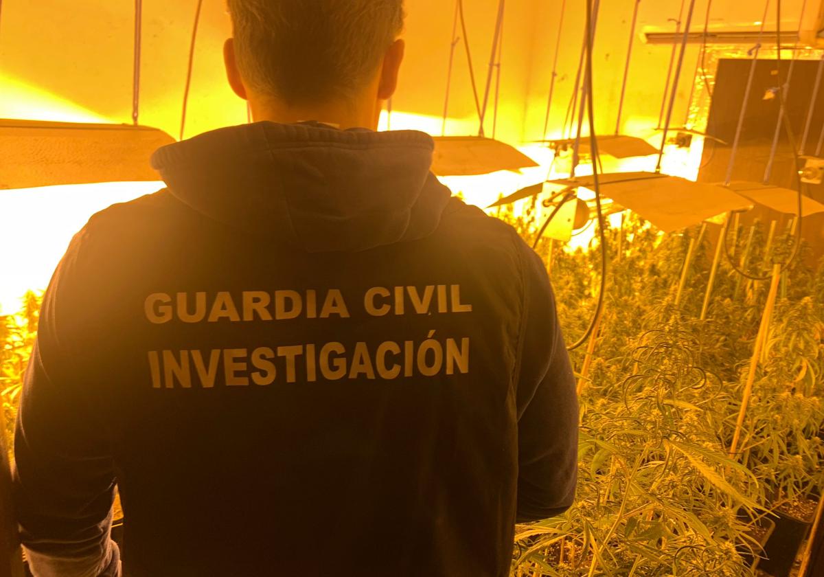 Macrooperación de la Guardia Civil contra la maría en cuatro pueblos de Granada