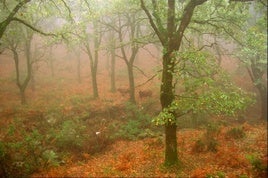 Parque natural Los Alcornocales.