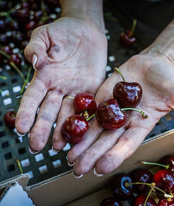 Imagen secundaria 2 - Clasificación de las cerezas. 