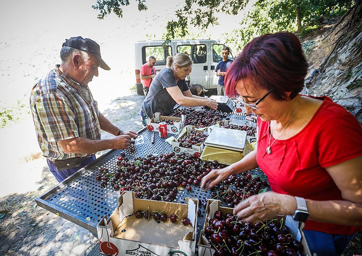 Imagen secundaria 1 - Clasificación de las cerezas. 