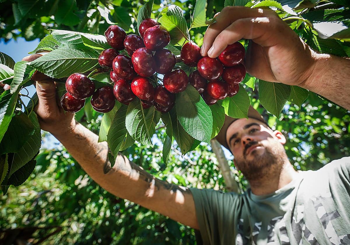 José San Miguel, jornalero, recoge cerezas en el Cortijo de los Urbanos.