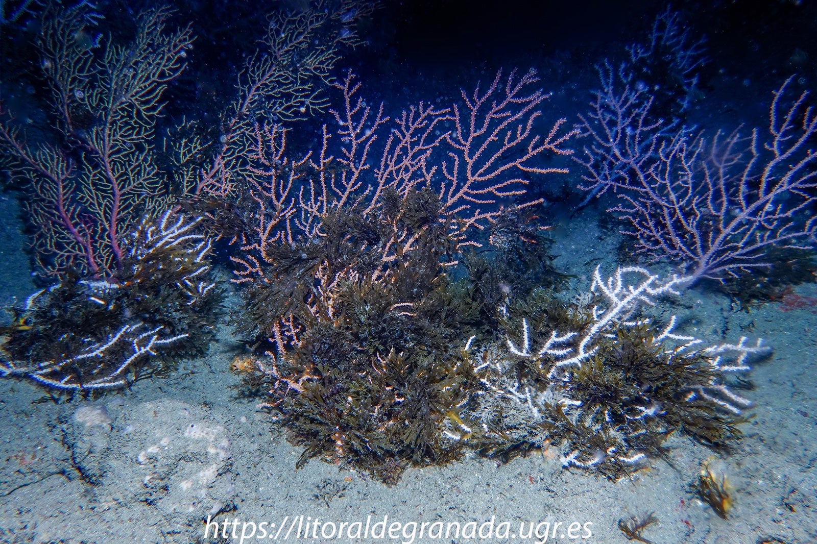 El alga asiática se asienta sobre otras especies.