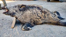 El animal tenía un colmillo creciendo hacia abajo y perforando su mandíbula inferior.