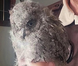 El pollo de autillo rescatado