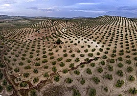 Imagen panorámica, de archivo, del paisaje del olivar jienense.