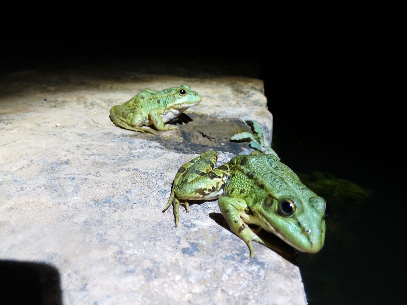 Dos ejemplares de rana verde común.