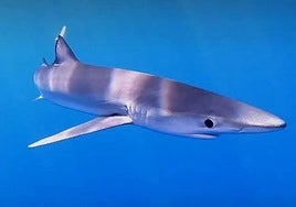 Estas son las dos playas con tiburones de Granada que han tenido avistamiento de tiburones.