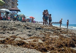 Los chiringuitos de la Costa de Granada piden al Gobierno que actúe para detener el alga asiática