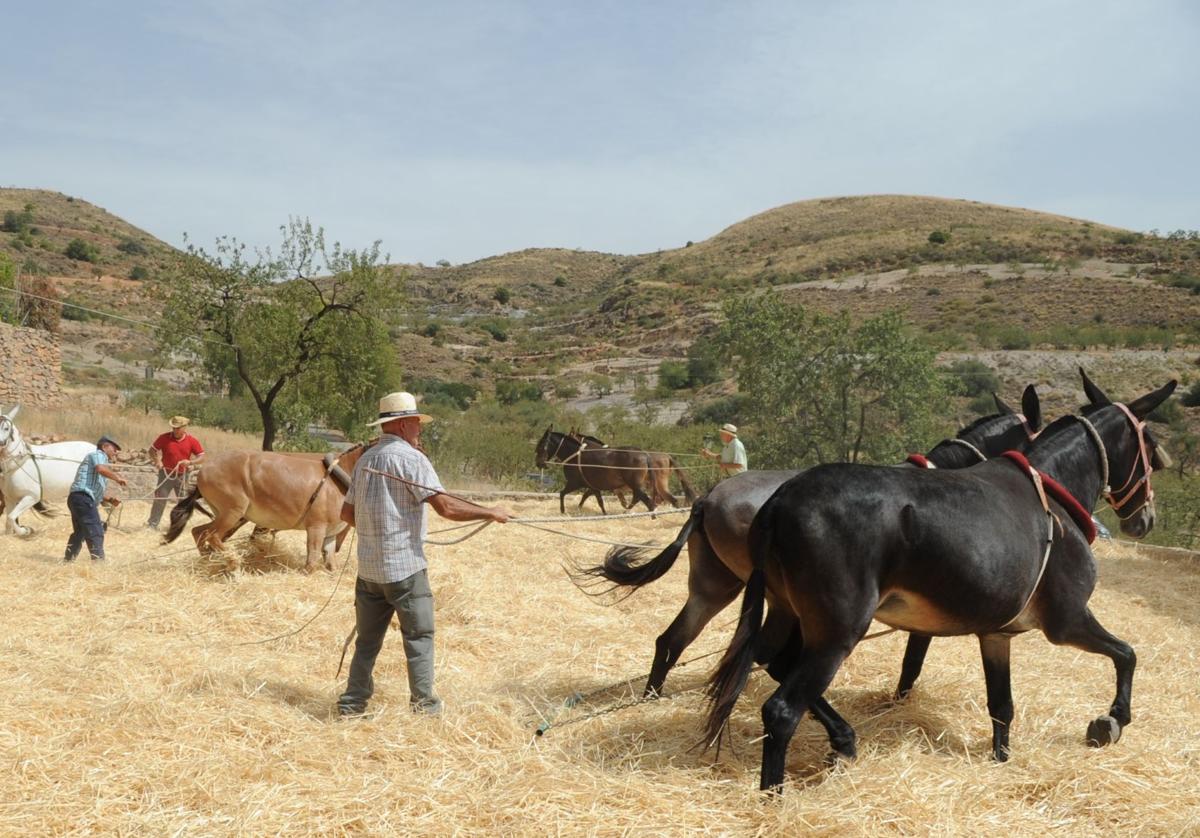 Caballos en una era de Turón.