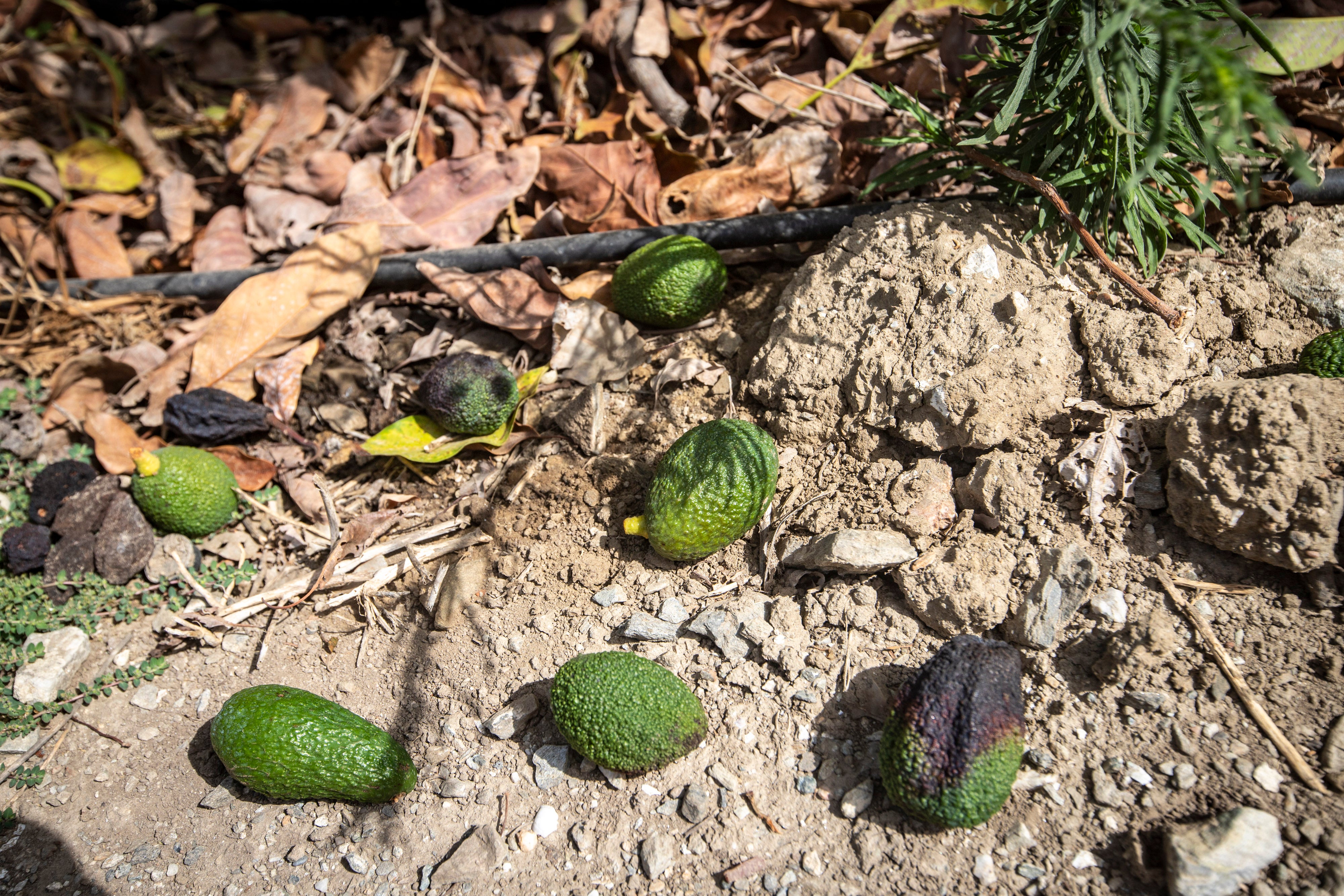 Los aguacates, por los suelos.