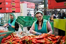 La almeriense Agroejido factura el 70% de sus ventas en mercados europeos y crece un 50% en cuatro años
