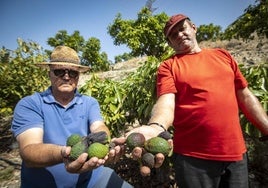 La Costa pierde un 90% de la producción de mango y aguacate tras encadenar un lustro «ruinoso»