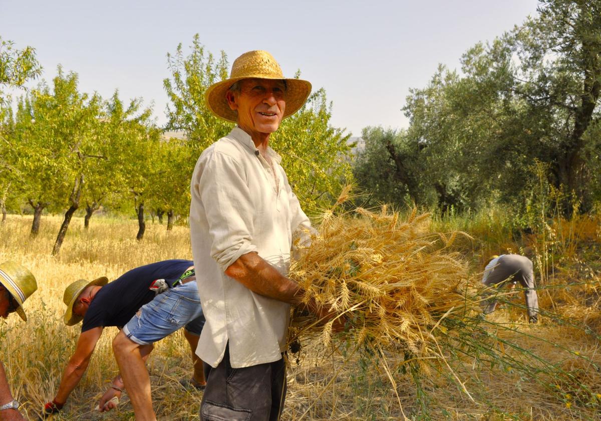 Vecinos de Lobras segando trigo.